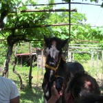 IMG_0701
